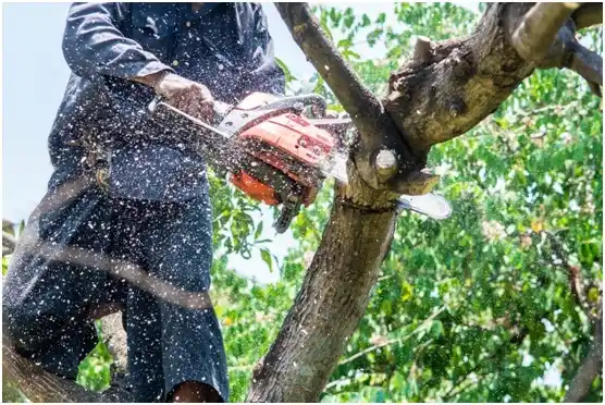 tree services Canadohta Lake